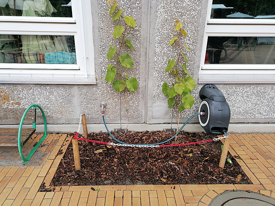 Junger Wein zwischen zwei Fenstern an Waschbeton-Platten, Schlauchtrommel, Kinderbank