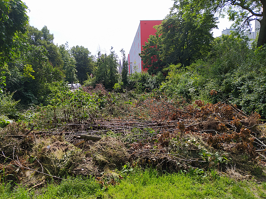 Gehölzreste im Grünen vor Plattenbau