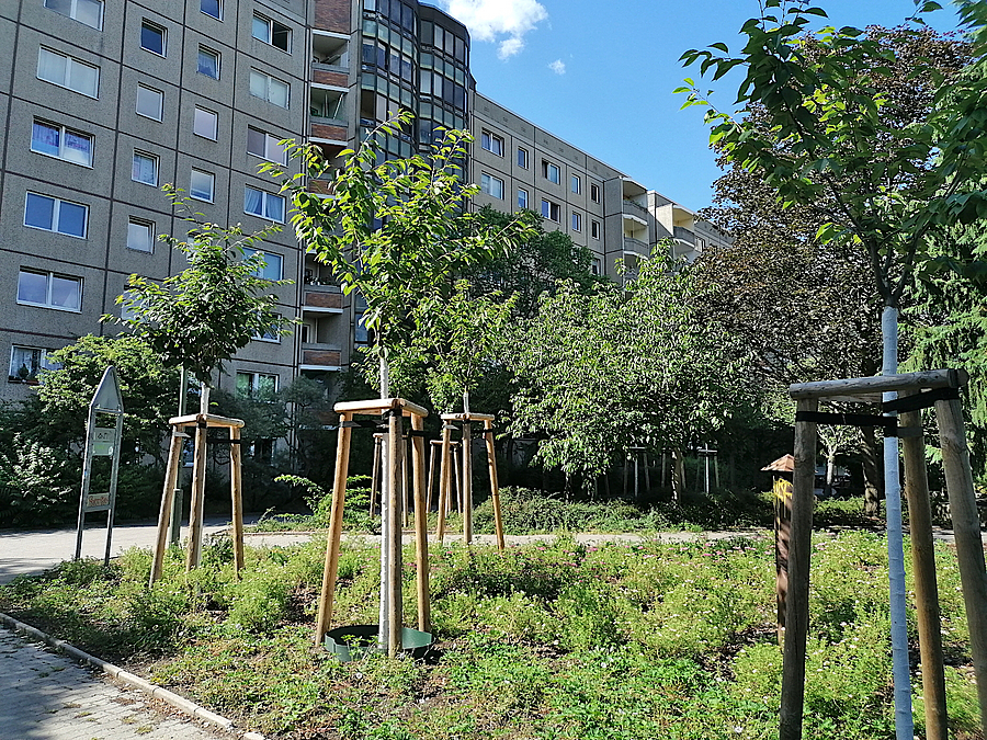 Junge Bäume in Beet vor Plattenbau