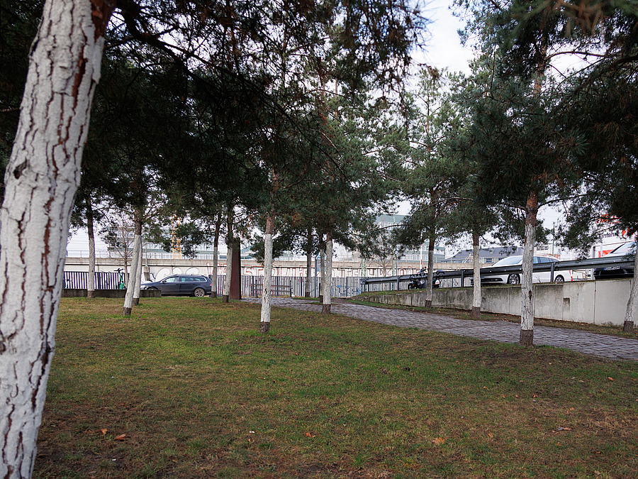 Gedenkhain mit Kiefern