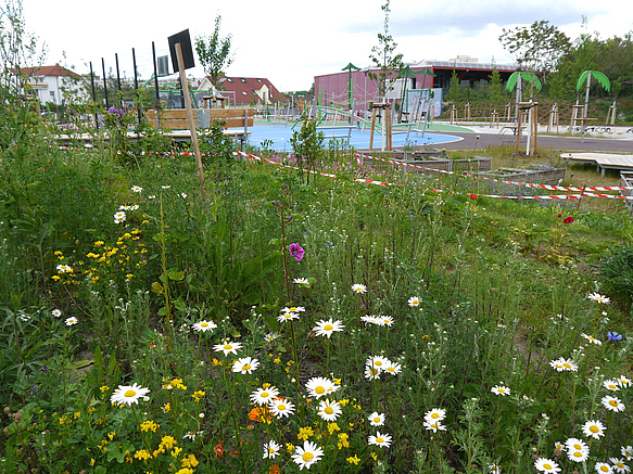 Margeriten, dahinter blaues Sortfeld