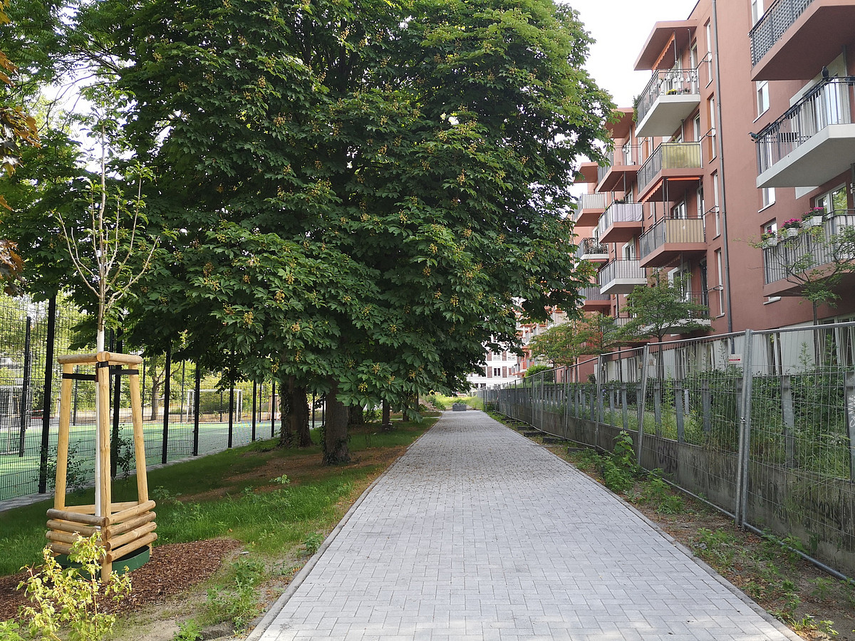 Befestigter Weg mit Bäumen und Wohnhaus, neu gepflanzter Baum
