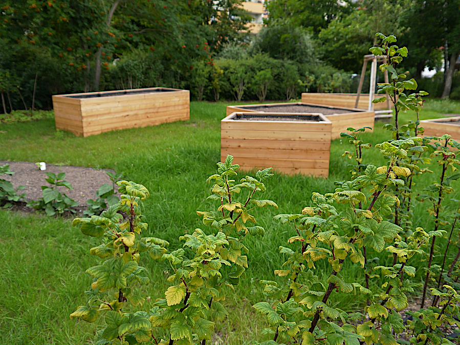 3 Hochbeete auf Rasen hinter Stachelbeerzweigen 