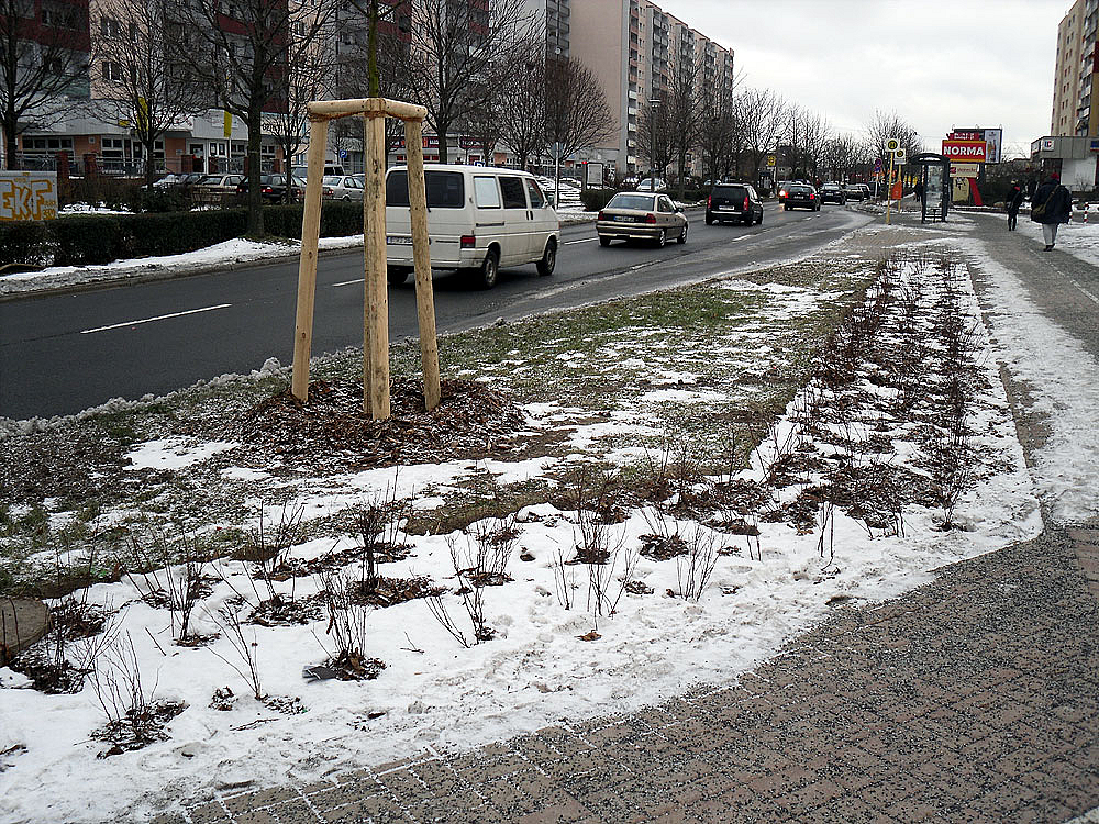 Pflanzungen an der Alten Hellersdorfer Straße. Dezember 2010 Junge, verschneite Bäume an der Straße