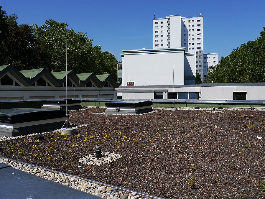 Fläche mit Kies und Pflänzchen, Hochhaus und Baumwipfel im Hintergrund