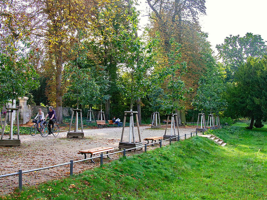 Auch vor der Kirche wurde die Kastanienreihe mit Hainbuchen ergänzt