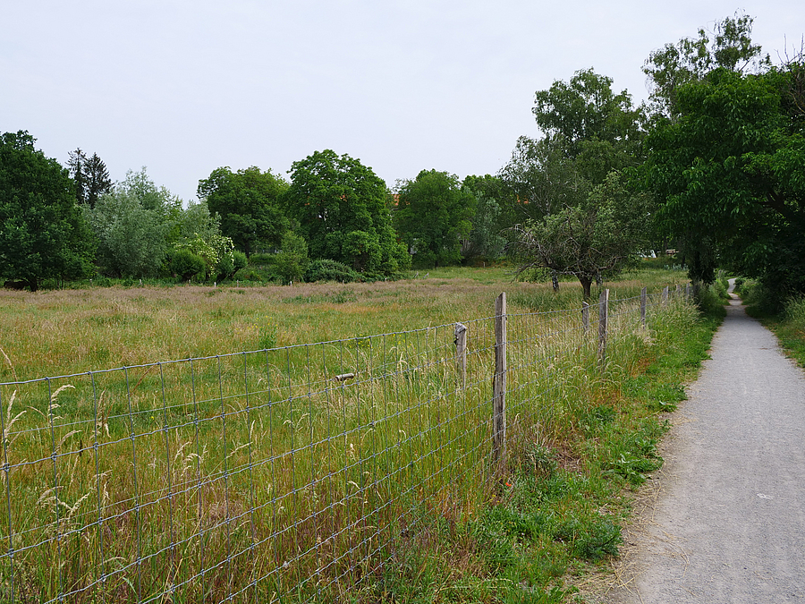 Weg entlang einer eingezäunten Wiese, im Hintergrund Laubbäume