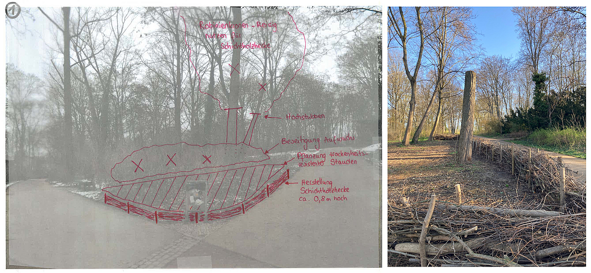 Collage aus Bestandsfoto mit Notizen zur Umgestaltung und Ergebnisfoto mit Hochstubben und Schichtholzhecke
