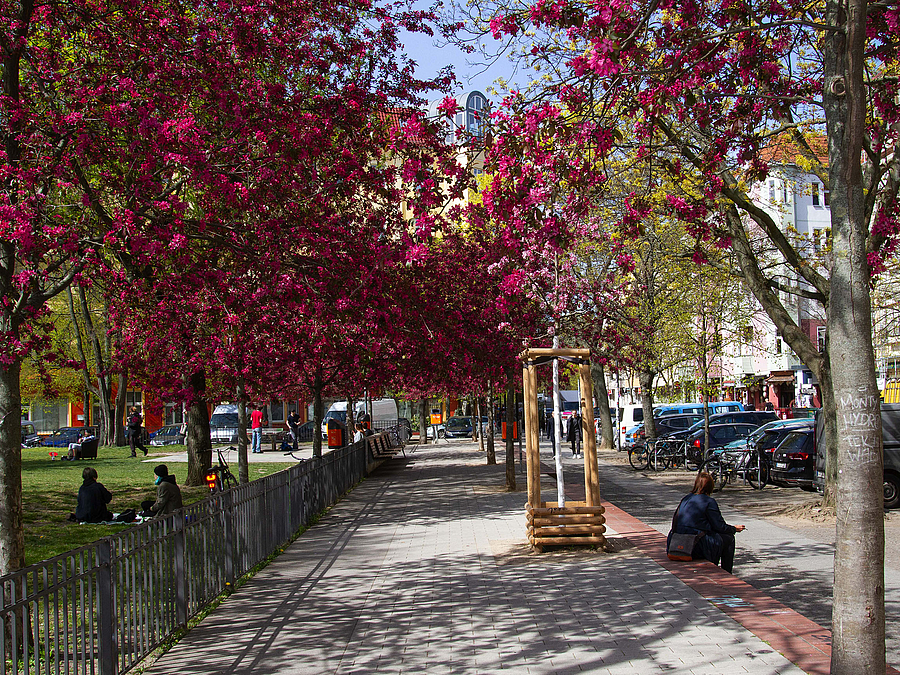 Baumblüte Baumblüte