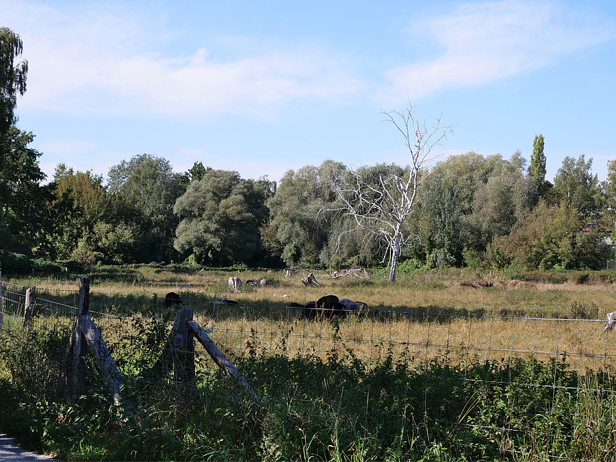 Von Laubbäzumen gesäumte, eingezäunte Wiese mit abgestorbenem Baum