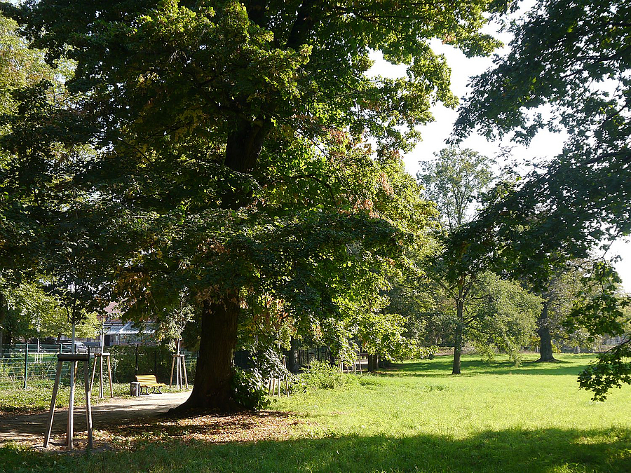 Alte Linde und Nachpflanzungen am südlichen Holländergarten
