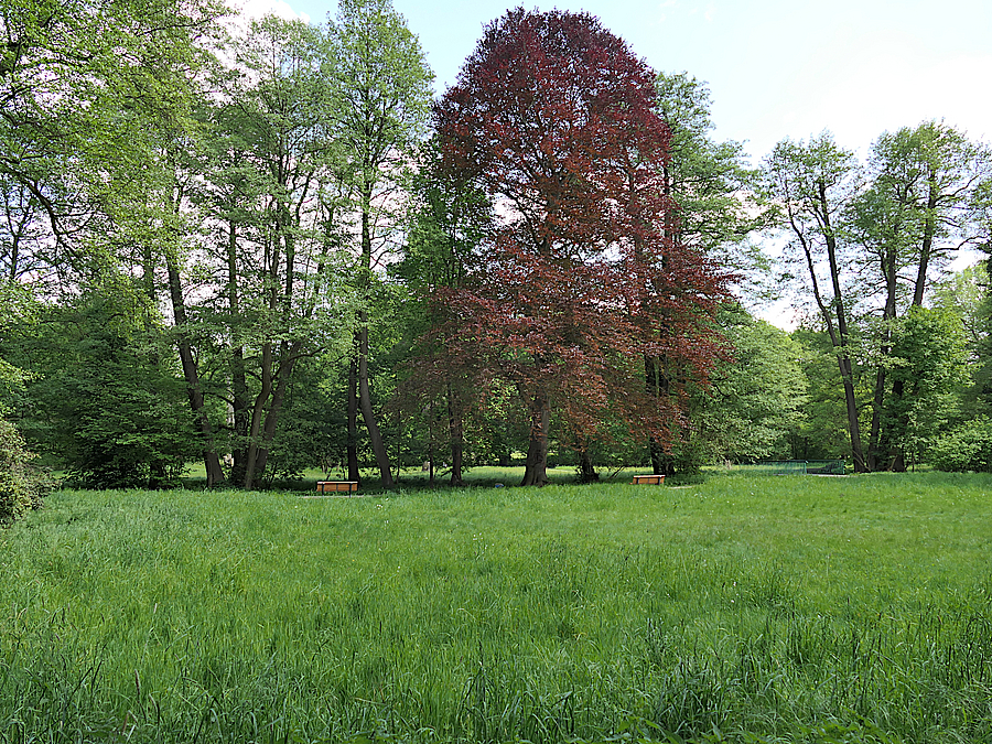 Baumgruppe im Holländergarten Wiese mit großer Rotbuche