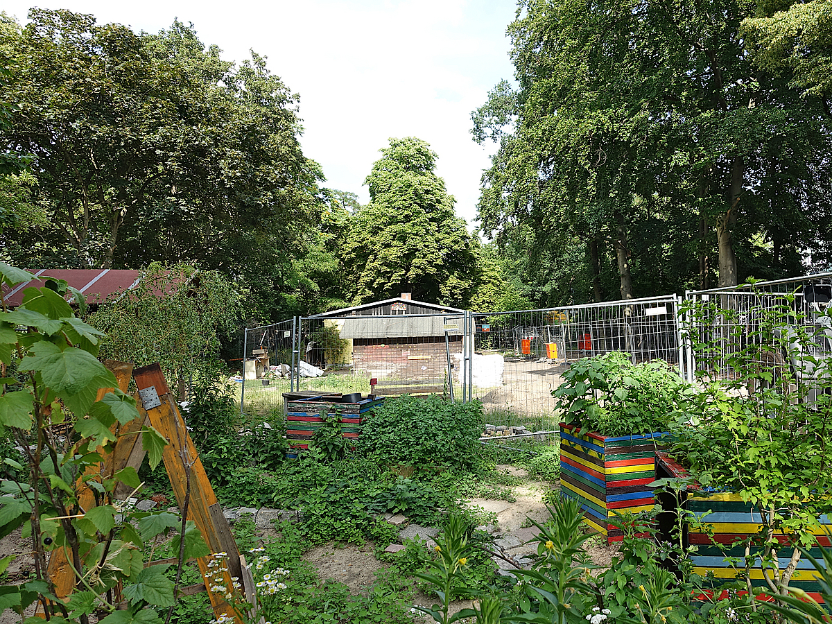 Garten mit Hochbeeten, Bauzaun, große Laubbäume ringsum