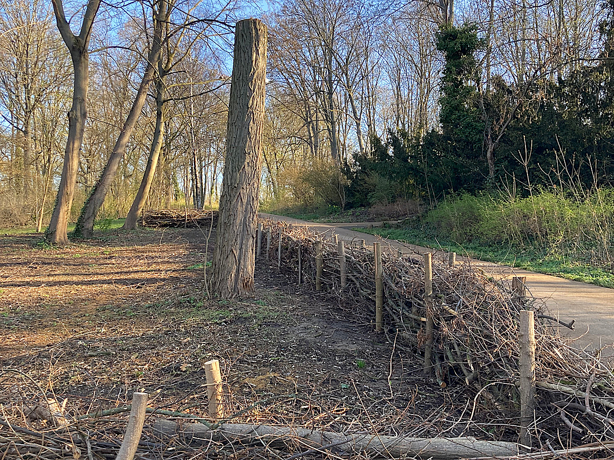 Parkweg, Hochstubben in gerodeter Fläche mit Umrandung aus Schichtholz