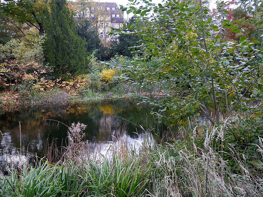 Grünes Dickeicht am Wasser