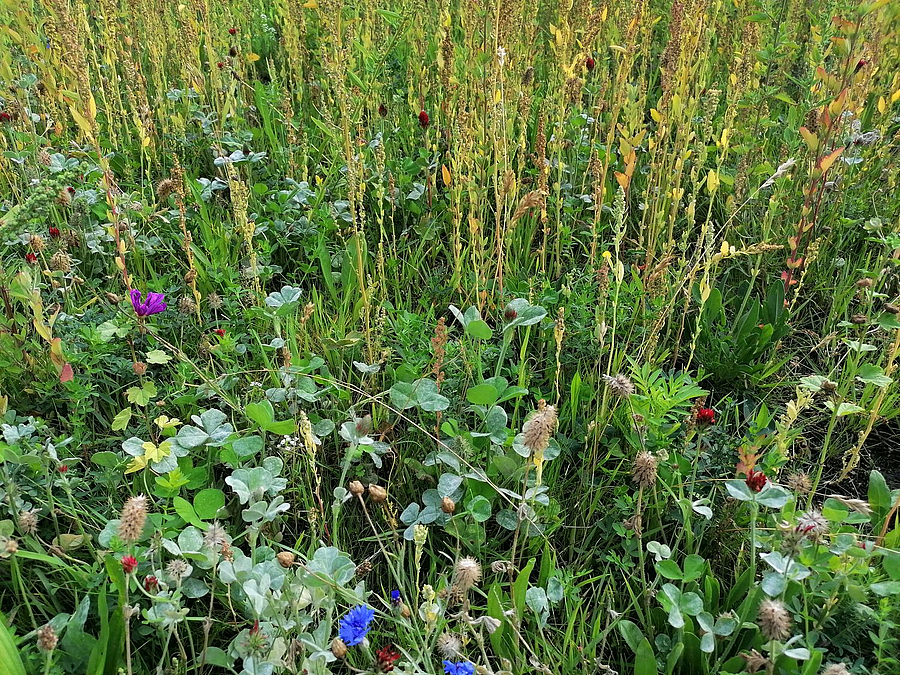 Nahaufnahme Wiesenblumen
