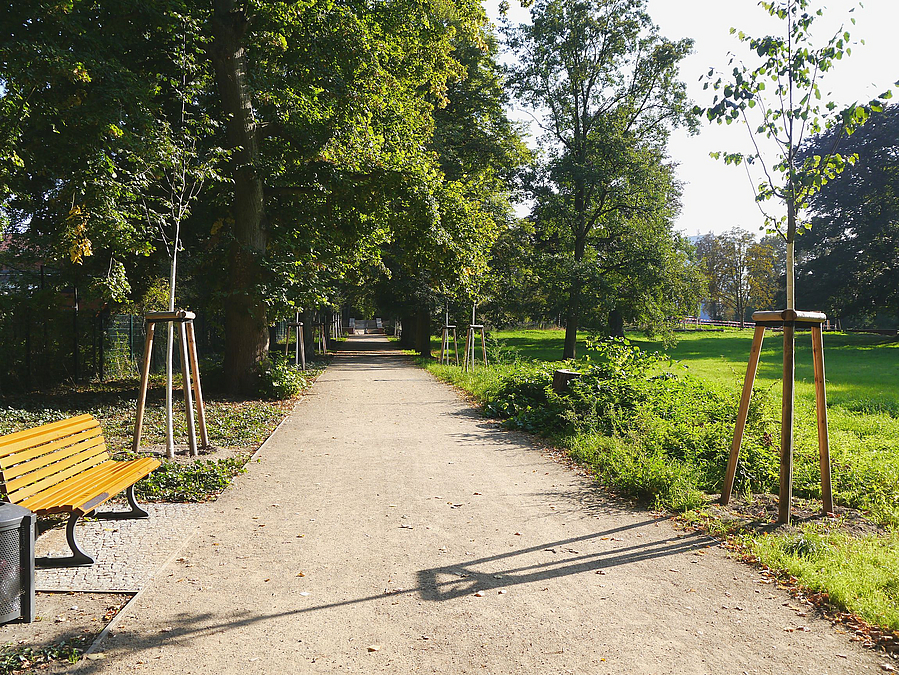 Erneuerter Weg mit Nachpflanzungen an der Lindenallee