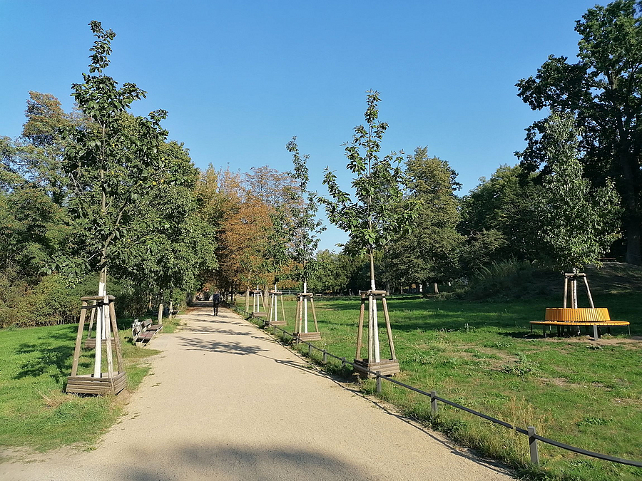 Die nördliche Kastanienallee wurde wiederhergestellt und ergänzt