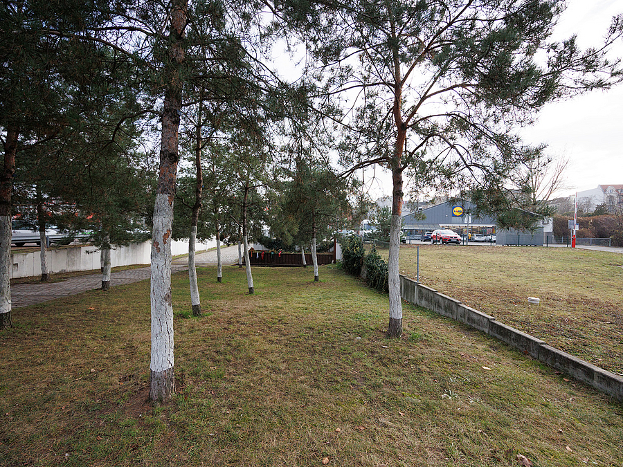 Kiefernhain vom Gedenkort, rechts Wiese neben der Parkplatzauffahrt