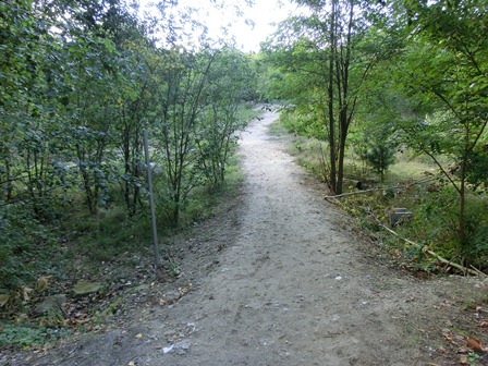 Trampelpfad durch kleines Wädchen